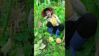 Thumbnail: Cô gái nông thôn thu hoạch dưa bở trên núi #farming, #hoangthibinh