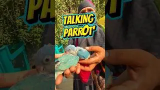 Thumbnail: 🔥 Chennai Kozhi Market la Talking Parakeets 😱 Colorful Birds #shorts
