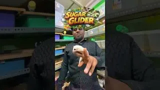 Thumbnail: 🐿️🔥 Sugar Glider Special Offer 😱 Exotic Pet Deal | Anima Pets World #shorts