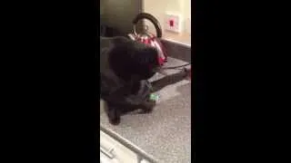 Thumbnail: Funny cat playing with a box