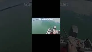 Thumbnail: First Gurnard on Softbait