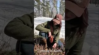 Thumbnail: Alaskan Off-Grid Foraging: Wild Food & Medicine Tips from the Wilderness #Foraging #OffGrid #alaska