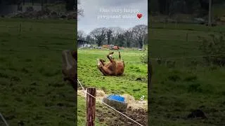 Thumbnail: Getting Mare ready to Foal! 🤰🏽♥️ #horse #equestrian #pregnant #foal