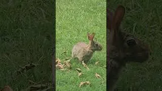 Thumbnail: Pete the rabbit part 2!#rabbit #rabbits