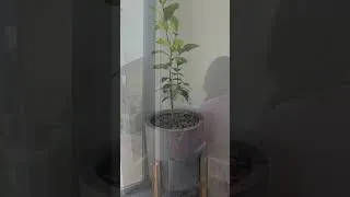 Thumbnail: My Lemon Tree Baby