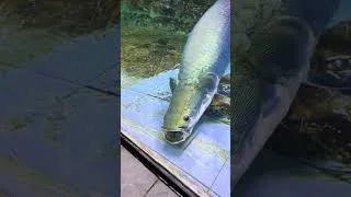 Thumbnail: Giant Arowana Swimming Like a Dragon 🐉🐟 #shorts