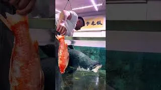 Thumbnail: Feeding My Giant Aquarium Fish 🐟 Arowana & Goldfish #shorts