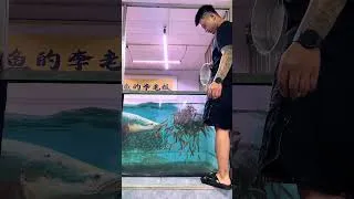 Thumbnail: Luxury Home Aquarium Setup 🐟 Arowana, Koi & Exotic Fish #shorts