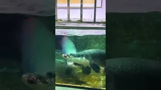 Thumbnail: One of the Largest Aquarium Fish Ever! 🐟😱 #shorts