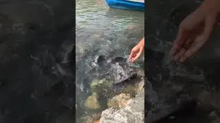 Thumbnail: Amazing video feeding fish #part48