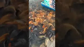 Thumbnail: Amazing video feeding fish #part47
