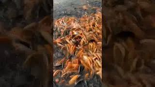 Thumbnail: Amazing video feeding fish #part46