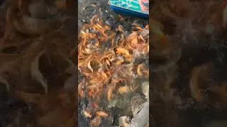 Thumbnail: Amazing video feeding fish #part45