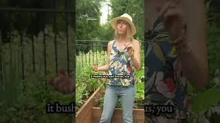 Thumbnail: 2 Perennials That Survive a Chicago Winter!