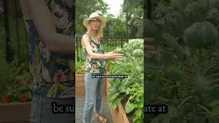 Thumbnail: How Much Space Brussels Sprouts Really Need