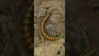 Thumbnail: The Worst Bugs In Green Hell! #shorts