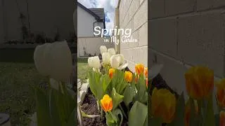 Thumbnail: Watching my garden come alive, one soft bloom at a time🌼🌷#springvibes  #gardenmakeover