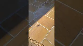 Thumbnail: Tranquility #gardendesign #garden #diylandscaping #viral #shorts #landscaping