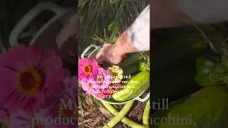 Thumbnail: Thanks for subscribing! #fallgarden #fallgardening #vegetablegarden #fallishere #northidaho