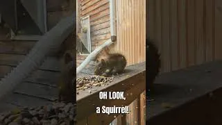 Thumbnail: Oh Look, a Squirrel!