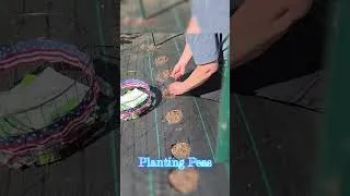 Thumbnail: Planting Peas