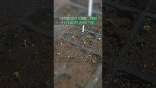 Thumbnail: Watering Seedlings