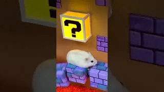 Thumbnail: Super Mario Hamster Escape from King Boo Dungeon 🍄 Homura Ham Pets