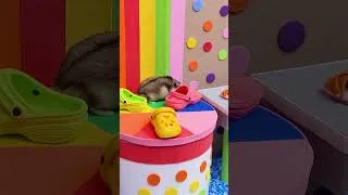 Thumbnail: Hamsters on the Crocs Factory Obstacle Course 🐹 Homura Ham Pets