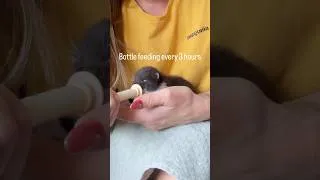 Thumbnail: From tiny neonate to my personal BAZOOKA BABY 🥹🥹🫶🏼🫶🏼 #fosteringsaveslives