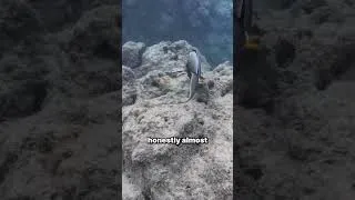 Thumbnail: Best Snorkeling Spot in Hawaii is in Hanuma Bay🤿 #hawaiitravel #hawaii #snorkeling