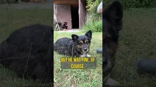 Thumbnail: Spiky and buzzing bee #DogLife  #FunnyDogStory #Honeybee  #BeekeepingLife  #BeeSmoker   #DogReaction