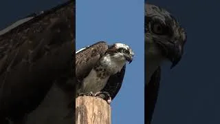 Thumbnail: Osprey Catches a Shark?! #Osprey #SharkOrFish #WildlifeShorts #NaplesIsland #YouTubeShorts