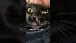 Thumbnail: Ragnar is Too Mean for Dad's Kisses #ragnar #blackcat #catman #batcat