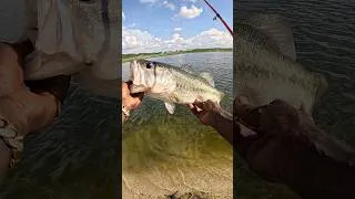 Thumbnail: The good ole FISH WHISTLE! 🤯 #shorts #hoodfishing #fishing