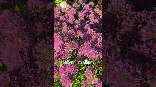 Thumbnail: An Amazing Perennial for your mid to late summer garden 💜