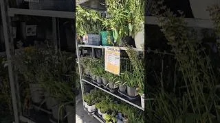 Thumbnail: Clearance season has started at the garden center!