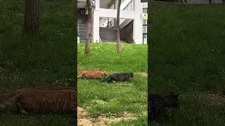 Thumbnail: Cats Tried to Blend In… But Failed Miserably 😂💀