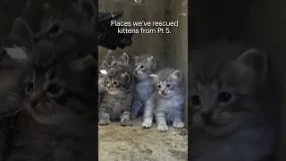 Thumbnail: Kittens in trouble - Part 5