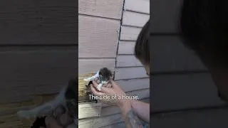 Thumbnail: Kittens in trouble - Part 4