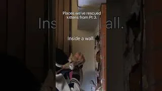 Thumbnail: Kittens in trouble - Part 3