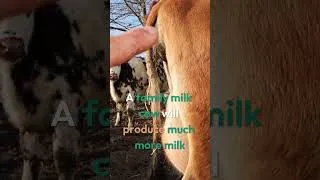 Thumbnail: You need a family milk cow!