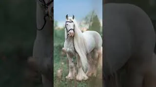 Thumbnail: Most Beautiful Horses on Planet Earth - #horse #horselover #animals #stallion #history #equestrian