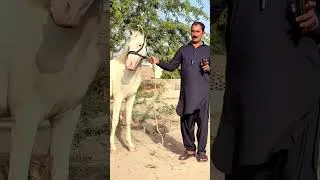 Thumbnail: Nukra Wachera For Sale | Beautiful Nukra