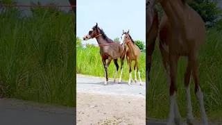 Thumbnail: Panj Kayan Horse Baby Horse In Punjab #desihorse #horse