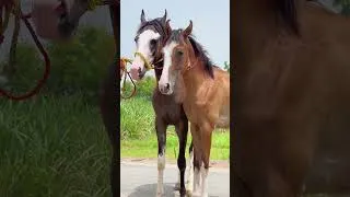 Thumbnail: Panch Kalyan Wacherian | Desi Horses#horsefarm #horsemarket #horsemandi