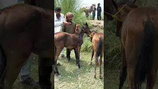 Thumbnail: Kumait Wacherian For Sale | Aminpur Bangla Mandi Faisalabad