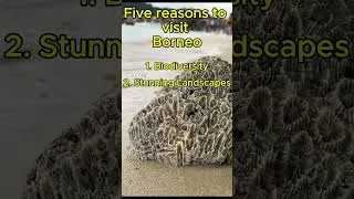 Thumbnail: Five reasons to visit Borneo #Biodiversity #StunningLandscapes #CulturalDiversity #Ecotourism