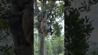 Thumbnail: #LabukBay #ProboscisMonkey #BorneoWildlife #MonkeyWatching #LabukBayMonkeys #ExploreSarawak
