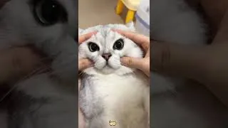 Thumbnail: Cat core