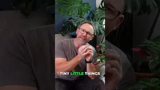 Thumbnail: The Secret Trick to Make Poinsettias Turn Red Again